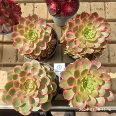 Top【選抜株】360561アエオニウム　ピンク　クラウン　9個　鉢無し/脱土