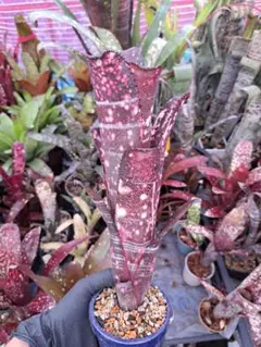 ビルベルギア ファイヤーワークス① 抜き苗 タンクブロメリア 観葉植物