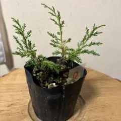 2025年最新】糸魚川真柏の人気アイテム - メルカリ