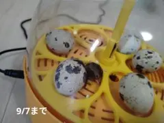 うずら　有精卵　10個 ハンドメイド用　9/7日まで