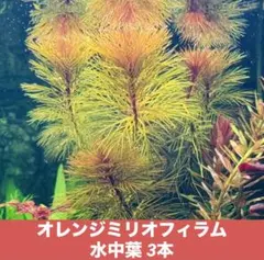 多田野モテ男　（プロフ必読）様 リクエスト 2点 まとめ商品