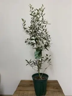 Popo様 リクエスト 2点 まとめ商品