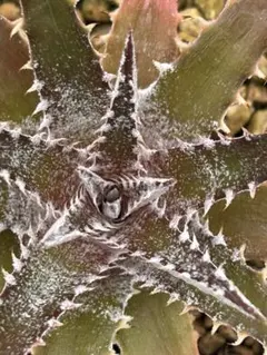 DBディッキア Dyckia Bill Baker hybrid #222 ⑵ DBディッキア Dyckia Bill Baker hybrid #222 ⑵ - メルカリ