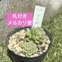 つぶつぶ屋 ざらめ 抜き苗 札付き - メルカリ
