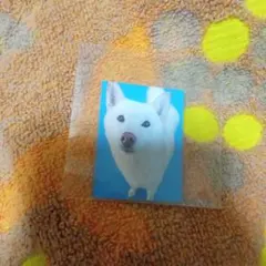 赤の他人の白柴の証明写真３