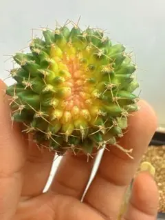 特価】ストロンボカクタス 菊水 実生 扁平株 - メルカリ
