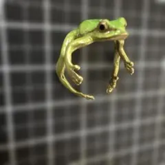 2026年最新】nina カエルの人気アイテム - メルカリ