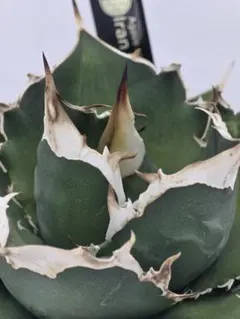 2025年最新】イラン アガベの人気アイテム - メルカリ