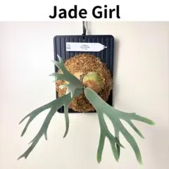 P.willinckii Jade Girl (TC) 【68】 - メルカリ