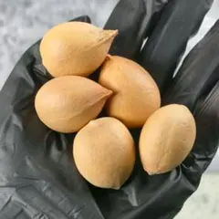 2025年最新】サイカス 種子の人気アイテム - メルカリ