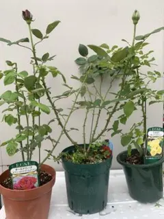 終了しました 6寸ハイビスカス 八重咲き 葉は青々 蕾沢山 植え替え要ら