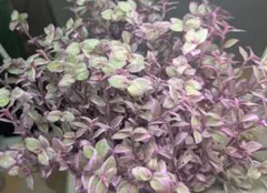 多肉植物　観葉植物　カリシアロザート3センチ 30カットのサムネイル