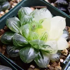 あ*)様 ハオルチア オブツーサ錦