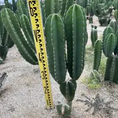 2025年最新】柱サボテン鬼面角の人気アイテム - メルカリ