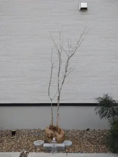 超逸品。美斑紋 山採り ナツハゼ2.2M(鉢底から) 超逸品。美斑紋 山採り ナツハゼ2.2M(鉢底から)