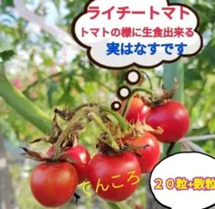 よころこひ様 リクエスト 2点 まとめ商品