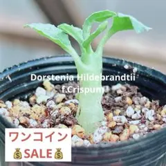 てぃーえむひめ様 リクエスト 3点 まとめ商品