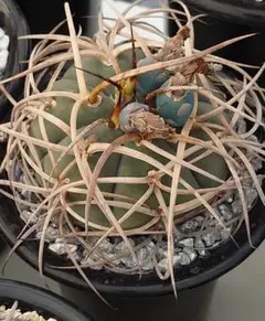 siso様 リクエスト 3点 まとめ商品