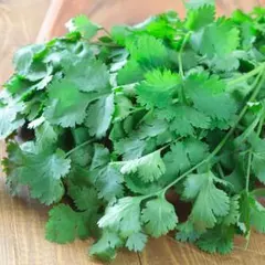 業務用/香菜/パクチー/埼玉県産/約10kg入/冷蔵発送 - メルカリ