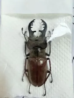 2026年最新】クワガタ 標本 希少の人気アイテム - メルカリ