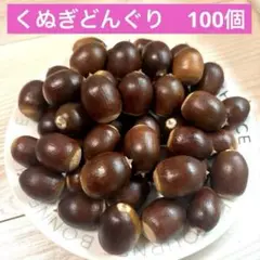 防虫処理済み❗️くぬぎ　どんぐり　あべまき　100個　大きめ　特大