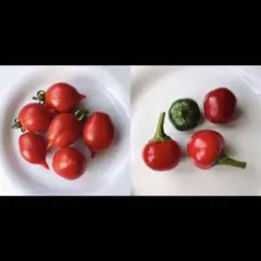 せんとりあ様 リクエスト 2点 まとめ商品