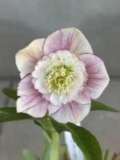 2025年最新】クリスマスローズ 株の人気アイテム - メルカリ