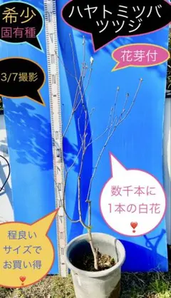2026年最新】ミツバツツジの人気アイテム - メルカリ