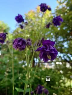 オダマキ　クレメンタイン　ディープパープルのサムネイル