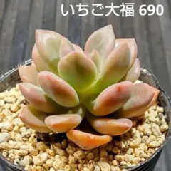 いちご大福 690 エケベリア 多肉植物 抜き苗