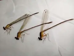 거대 잠자리, 동물 3마리