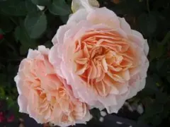 izumirose、廃番ER、アンブリッジローズ、6号スリット鉢植苗！ - メルカリ