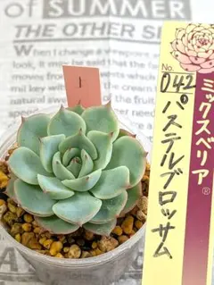熟株】パステルブロッサム おらいさん苗 ミックスベリア - メルカリ
