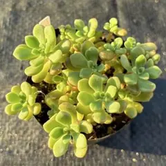 ペンデンス 抜き苗 多肉植物 - メルカリ