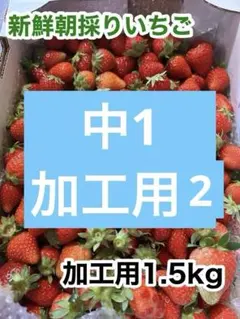 2026年最新】朝採れいちごの人気アイテム - メルカリ