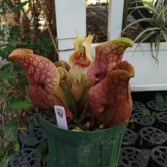 astrid420様 リクエスト 2点 まとめ商品