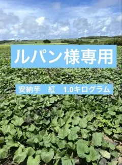 種子島産安納芋　紅　泥付き小さめサイズ　1.0kg