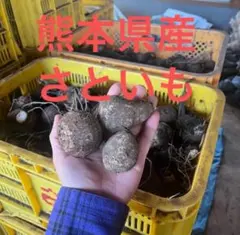 ぽ様専用 専用 約6.5kg さといも