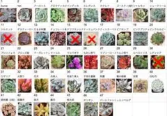 くろっぺ様専用☆SALE選べるお好きな葉挿し10枚