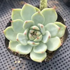 美苗❤️シモヤマコロラータ✨ 2025年最新】シモヤマコロラータの人気アイテム - メルカリ