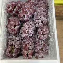 【加奈子様専用】2箱セット・デラウェア訳あり1.2kg家庭用種無しぶどう
