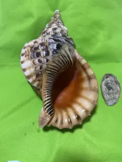 貝殻(沖縄の青い海の宝)ホラ貝蓋付のサムネイル