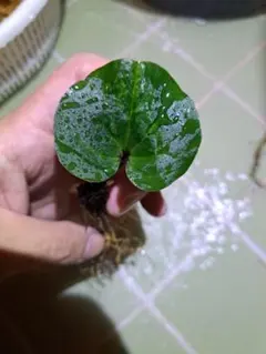 2026年最新】カンアオイの人気アイテム - メルカリ