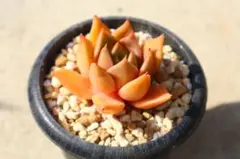 hikaru様 リクエスト 3点 まとめ商品