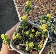 サ*モ様 s569 新入荷　トウカラマイ・ニシキ　エケベリア　多肉植物　撮影12