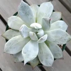 ゆ*う様 エケベリア 「ブラックサバス」「アランフェスエクストラ(パクさん)」2 エケベリア 「ブラックサバス」「アランフェスエクストラ(パク