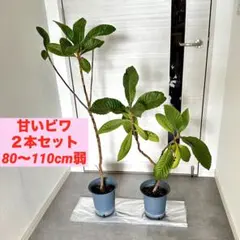 2本◼️枇杷の木 枇杷の葉 ビワ　びわの苗木 びわの木 果樹苗 ビワの木　びわの葉のサムネイル