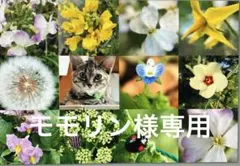 モモリン様専用ページ