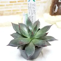 ぽぽ様 リクエスト 4点 まとめ商品