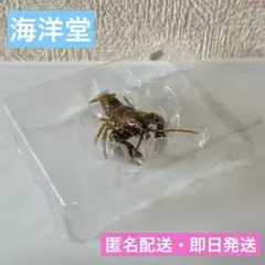 【海洋堂】週刊日本の天然記念物　ニホンザリガニのサムネイル
